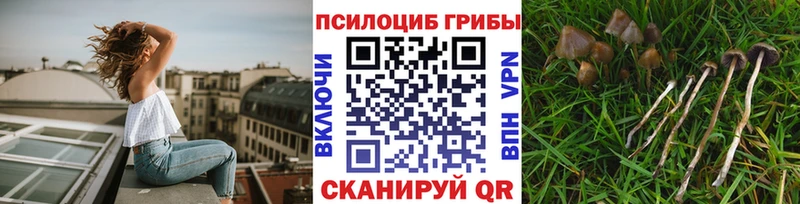 Галлюциногенные грибы Psilocybe  наркотики  Грозный 